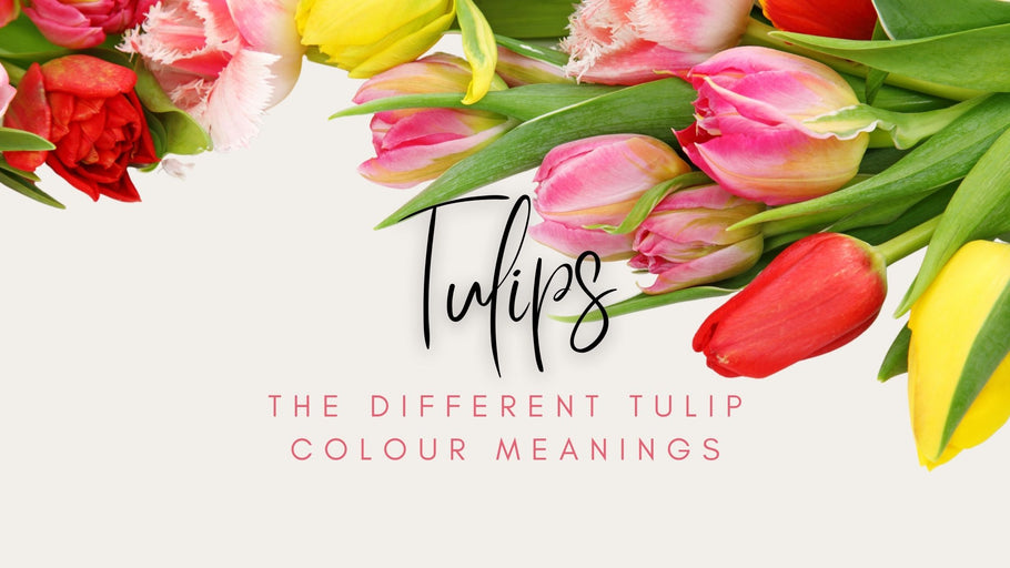 Let's talk about what tulips are available from a florist in Adelaide