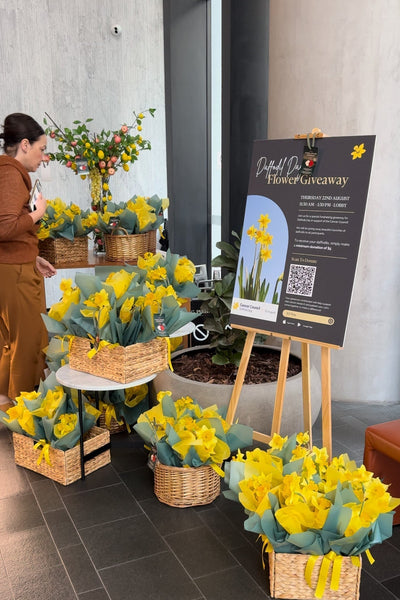 Daffodil Day Pop-Up Display in Adelaide – A Floral Success Story