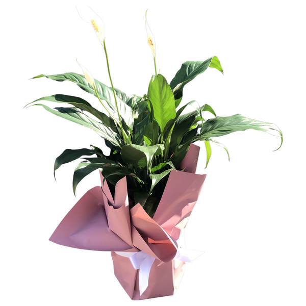 3 reasons you need a Peace Lilly Plant in your home