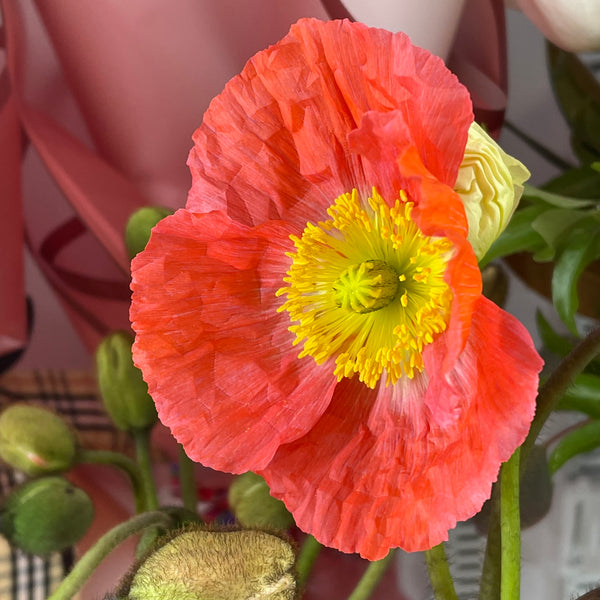 Some tips to get 7-10 days vase life for poppies