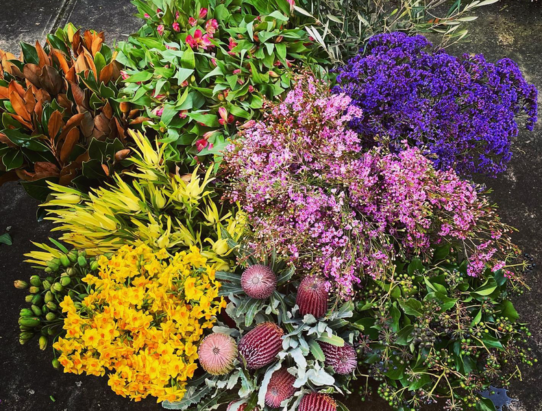 Winter flowers in Adelaide