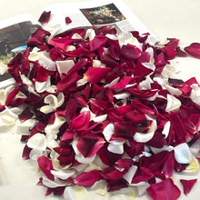 Load image into Gallery viewer, Red and White rose petals are available at Floral Atelier Australia. Please buy online or contact us. Red and White rose petals
