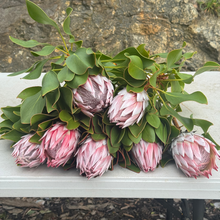 Load image into Gallery viewer, Large King Protea bouquet with 7 stems, hand-picked from Adelaide Hills farm
