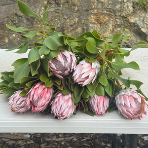 Large King Protea bouquet with 7 stems, hand-picked from Adelaide Hills farm