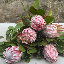 Load image into Gallery viewer, Medium King Protea bouquet with 5 stems, Floral Atelier Australia, Adelaide florist
