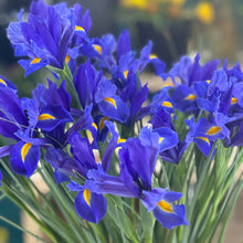 Load image into Gallery viewer, Adelaide_Seasonal_Iris_Bunch
