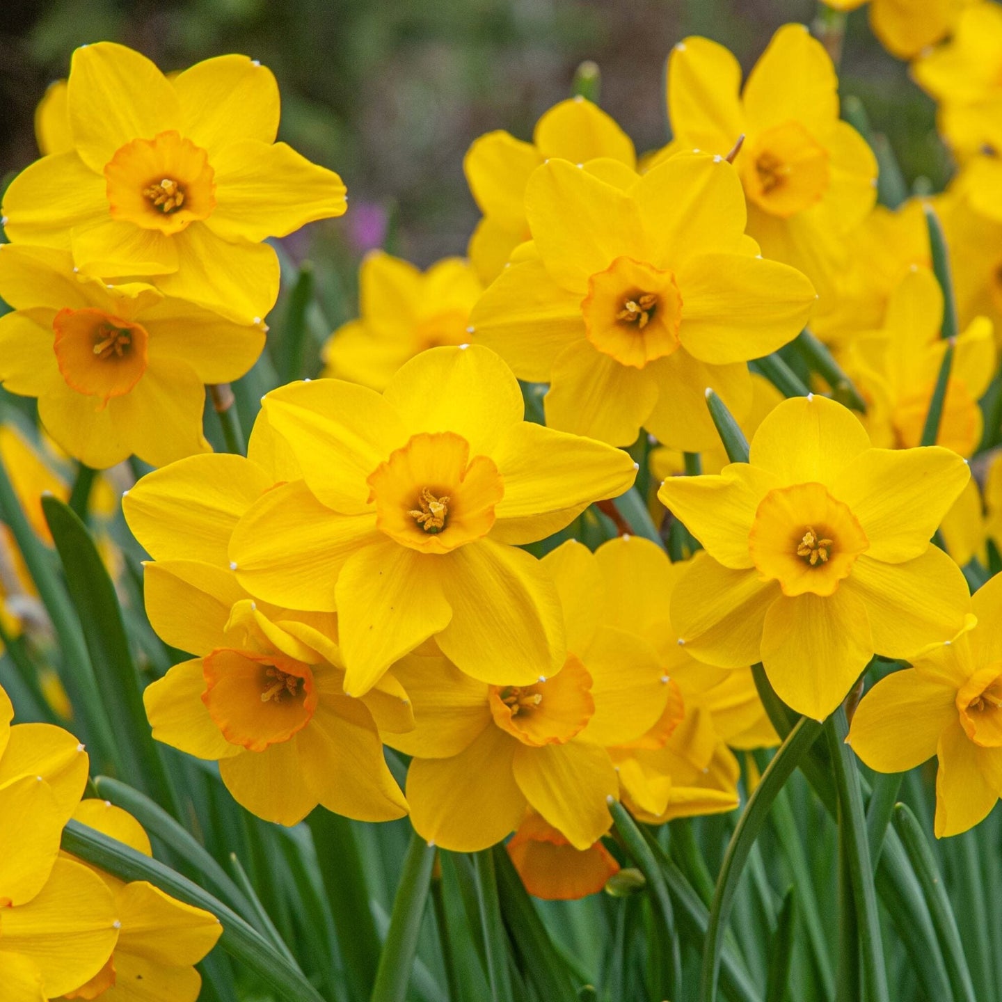 Adelaide Daffodils Bunch