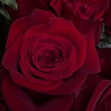 Load image into Gallery viewer, Deep wine red dark red roses for valentines Day
