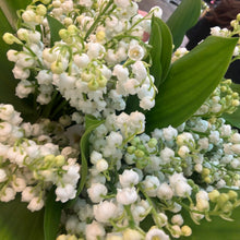 Load image into Gallery viewer, Lily of the Valley Bouquet. 25 September - 3 October
