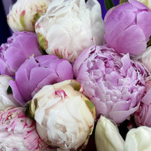 Load image into Gallery viewer, Adelaide Peony Bunch
