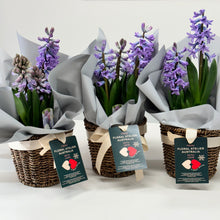 Load image into Gallery viewer, Potted Liza&#39;s Sapphire Hyacinths
