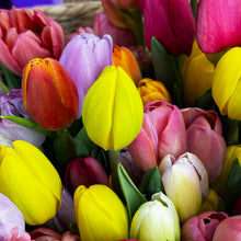 Load image into Gallery viewer, Adelaide Tulip Bunch
