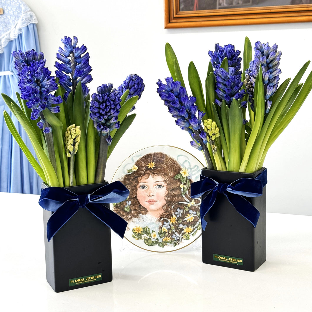 Seasonal March blooming hyacinths in Adelaide, showcasing the unique charm of Liza's Sapphire Hyacinth