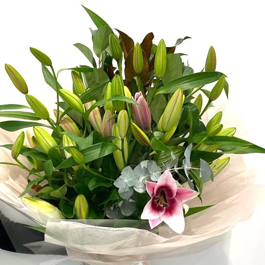 A sumptuous Pink Oriental Lily Elegance bouquet in Adelaide, showcasing a mix of 10 partially-opened and fully-bloomed lilies with petals transitioning from soft blush to rich pink. Each stem is nestled in a silk-like wrapping, accentuated by a plush velvet ribbon, against a backdrop that highlights the natural grace of the bouquet, reflective of Adelaide's premium floral artistry