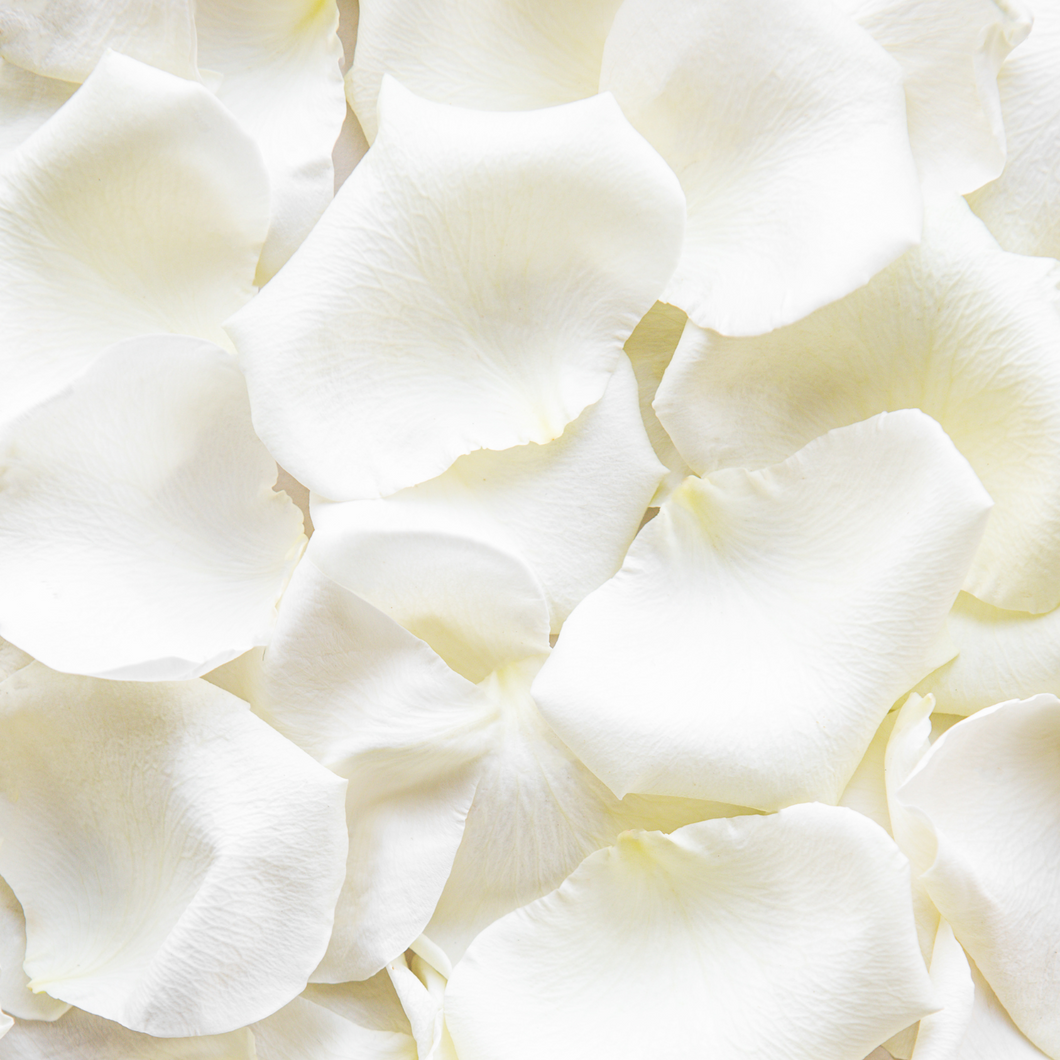 Fresh white rose petals – Floral Atelier Australia, Adelaide wedding florist