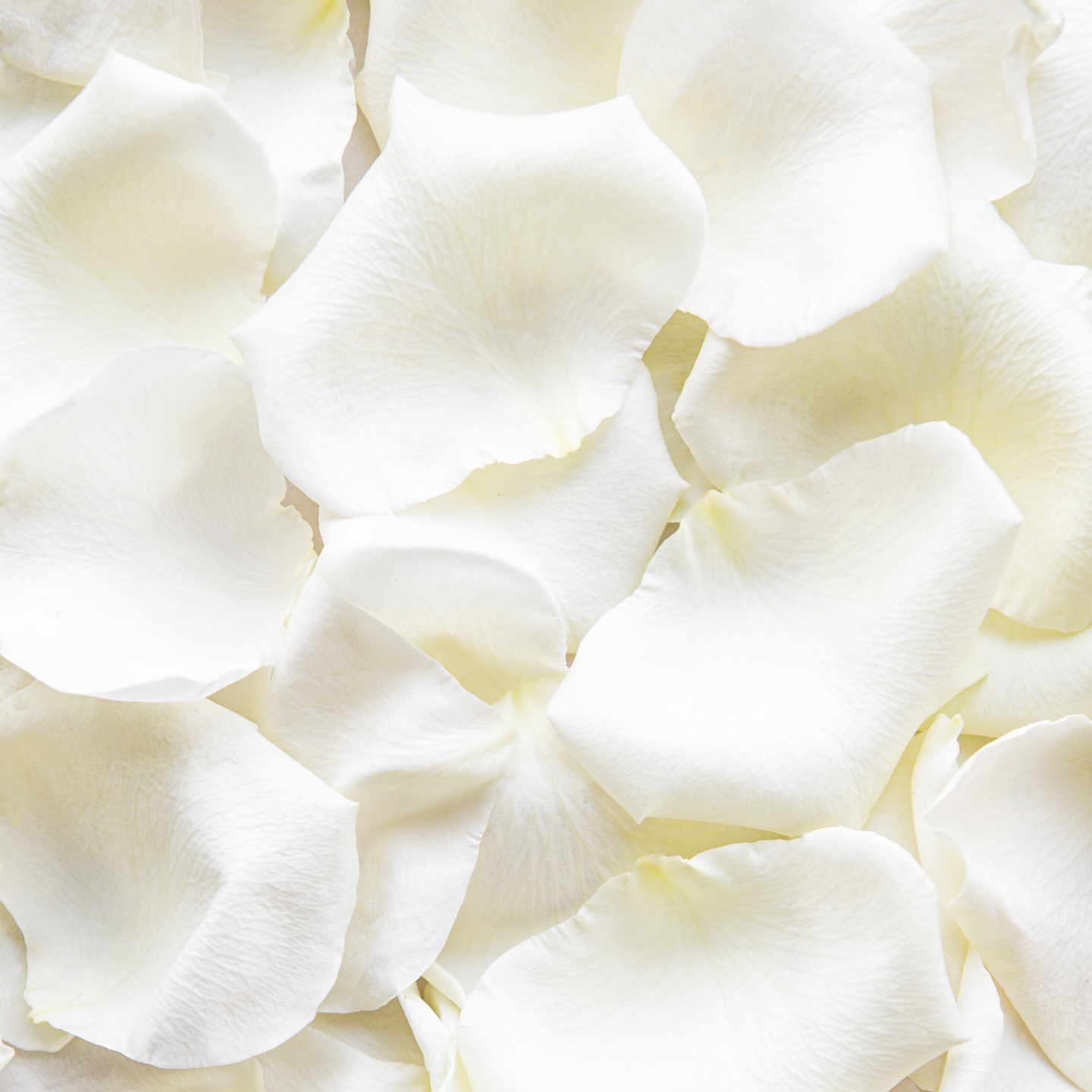 Fresh white rose petals – Floral Atelier Australia, Adelaide wedding florist